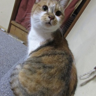 気持ちはいつまでも子猫。エイズリスク持ち。