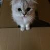 小雪