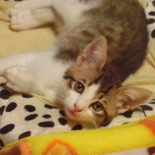 【カナデ】床下から救出しました。