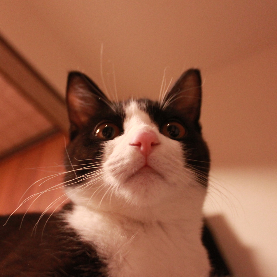 おさむのカバー写真