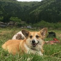 わかば