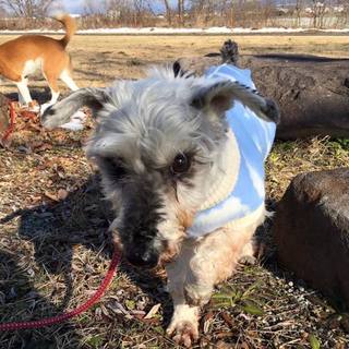 まだまだ元気！　シュナのゴウ君