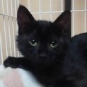 黒猫の可愛い男の子♪