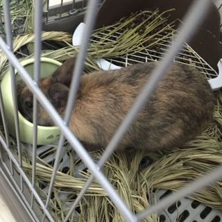 ミニウサギ里親募集