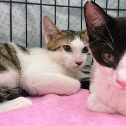 みやママ＆ちか　猫の里親会 サムネイル1