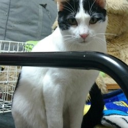 みやママ＆ちか　猫の里親会 サムネイル2