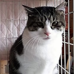 みやママ＆ちか　猫の里親会 サムネイル3