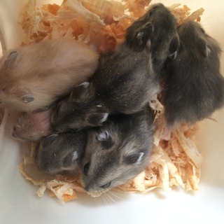 応募多数の為一旦締め切ります。