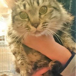 淀川公営住宅多頭崩壊２６匹猫の里親会 サムネイル1