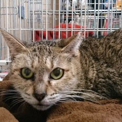 淀川公営住宅多頭崩壊２６匹猫の里親会 サムネイル2