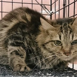 淀川公営住宅多頭崩壊２６匹猫の里親会 サムネイル3