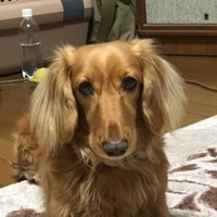 チャッピー