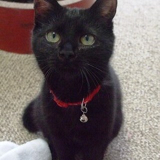 ファーくん　人なれしててかわいいです