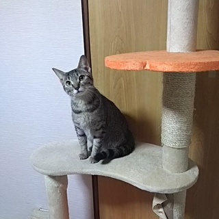 子供達の夢を早急に叶えて下さい。