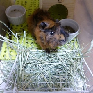 素敵な「ずっとのおうち」が決まりました!