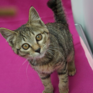 しっぽがハート！元気なキジトラ娘