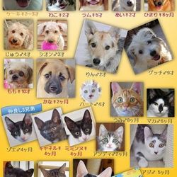 ティアハイムオープンシェルター里親会 サムネイル1