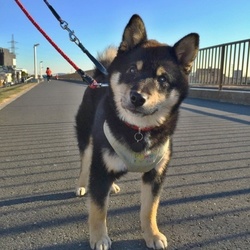 ティアハイムオープンシェルター里親会 サムネイル3