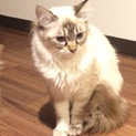 7ヶ月メス/雑種/完全室内飼い