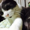 はっちゃんのお供
