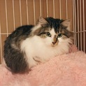 【里親決定】野良猫 白キジもふもふ女子ぽんず