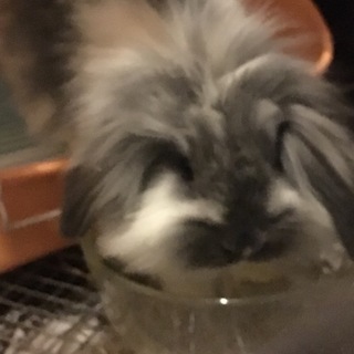 うさぎの里親募集