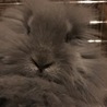 うさぎの里親募集 サムネイル3
