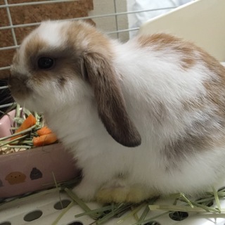 ホーランドロップの赤ちゃんです！