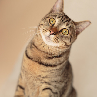 元気で懐こいイケメンけんちゃん