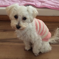 こはく
