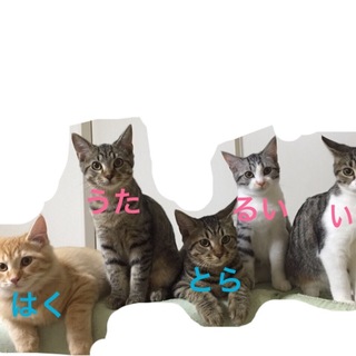 この子達のママになって下さる方探しています。