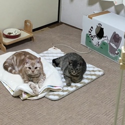 仲良しこよし？