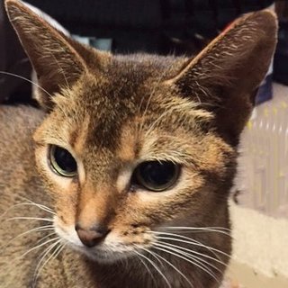 美しいボディとキュートなおめめのおとなしい子