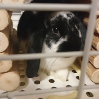 ロップイヤー 白黒 ３ヶ月女の子です！