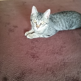 生後4ヶ月サバトラ♂