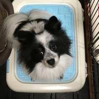 ハルト