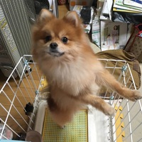 あきる