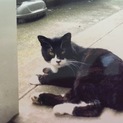 成猫