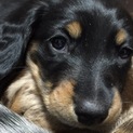 我が家で産まれた子犬です