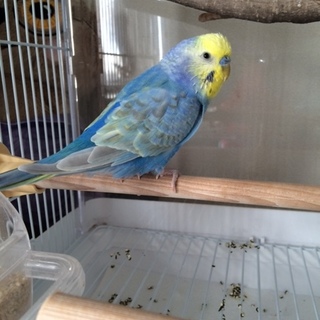 素敵なおうちにお婿に行きました！