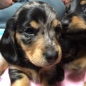 我が家で産まれた子犬