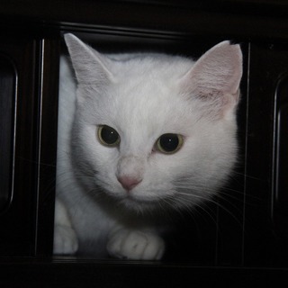 ふわふわウサギみたいな小雪です