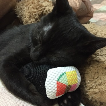 お寿司だいすき