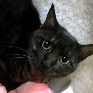 ジジちゃん　おとなしくて優しいです