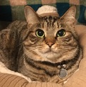 飼い主死亡で遺されたチャンちゃん