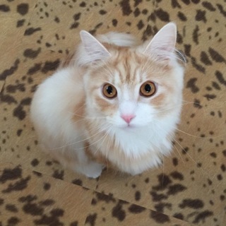 メインクーン♂1歳