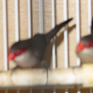 　※希望者ありで、一時募集停止します※