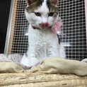 ようやく人馴れしてきたちーちゃん