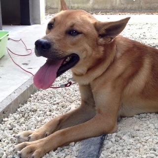 保護犬ワチャ君を家族に迎えて頂けませんか？