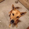 保護犬ワチャ君を家族に迎えて頂けませんか？ サムネイル2